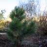 Fotografia 12 da espécie Pinus heldreichii do Jardim Botânico UTAD