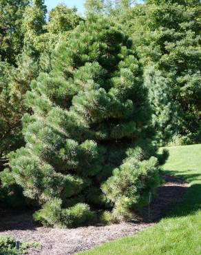 Fotografia 3 da espécie Pinus nigra no Jardim Botânico UTAD