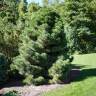 Fotografia 3 da espécie Pinus nigra do Jardim Botânico UTAD