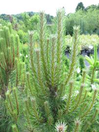 Fotografia da espécie Pinus nigra