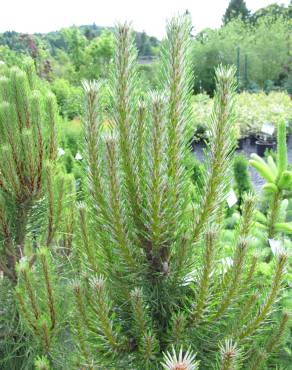Fotografia 4 da espécie Pinus nigra no Jardim Botânico UTAD