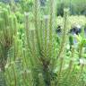 Fotografia 4 da espécie Pinus nigra do Jardim Botânico UTAD
