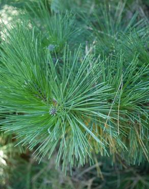 Fotografia 5 da espécie Pinus nigra no Jardim Botânico UTAD