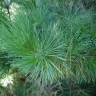 Fotografia 5 da espécie Pinus nigra do Jardim Botânico UTAD