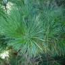 Fotografia 5 da espécie Pinus nigra do Jardim Botânico UTAD