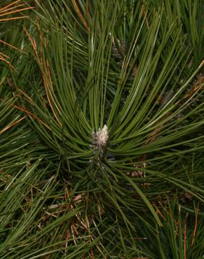 Fotografia 6 da espécie Pinus nigra no Jardim Botânico UTAD