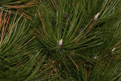 Fotografia da espécie Pinus nigra