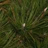 Fotografia 6 da espécie Pinus nigra do Jardim Botânico UTAD