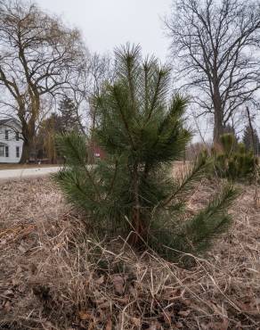 Fotografia 7 da espécie Pinus nigra no Jardim Botânico UTAD