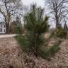 Fotografia 7 da espécie Pinus nigra do Jardim Botânico UTAD