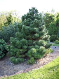 Fotografia da espécie Pinus nigra