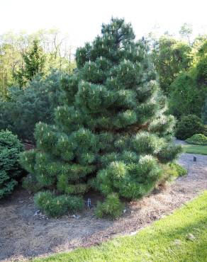 Fotografia 8 da espécie Pinus nigra no Jardim Botânico UTAD
