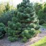 Fotografia 8 da espécie Pinus nigra do Jardim Botânico UTAD