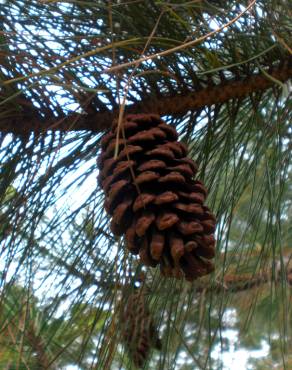 Fotografia 10 da espécie Pinus nigra no Jardim Botânico UTAD