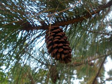 Fotografia da espécie Pinus nigra