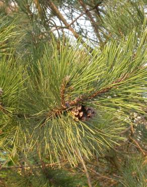 Fotografia 11 da espécie Pinus nigra no Jardim Botânico UTAD