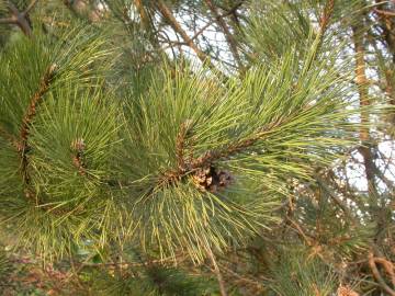 Fotografia da espécie Pinus nigra