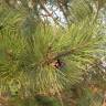 Fotografia 11 da espécie Pinus nigra do Jardim Botânico UTAD