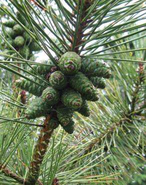 Fotografia 12 da espécie Pinus nigra no Jardim Botânico UTAD