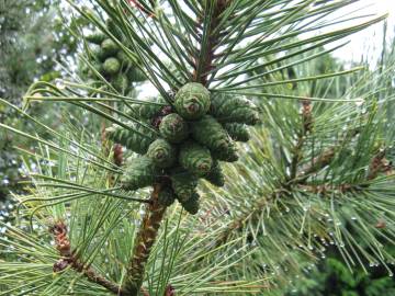 Fotografia da espécie Pinus nigra