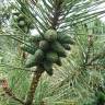 Fotografia 12 da espécie Pinus nigra do Jardim Botânico UTAD