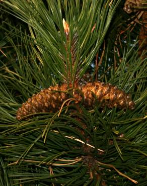 Fotografia 13 da espécie Pinus nigra no Jardim Botânico UTAD