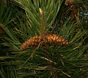 Fotografia da espécie Pinus nigra