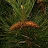 Fotografia 13 da espécie Pinus nigra do Jardim Botânico UTAD