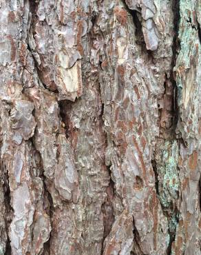 Fotografia 15 da espécie Pinus nigra no Jardim Botânico UTAD