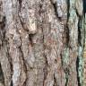 Fotografia 15 da espécie Pinus nigra do Jardim Botânico UTAD