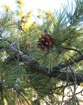 Fotografia 16 da espécie Pinus nigra no Jardim Botânico UTAD