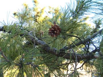 Fotografia da espécie Pinus nigra