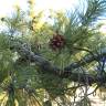Fotografia 16 da espécie Pinus nigra do Jardim Botânico UTAD