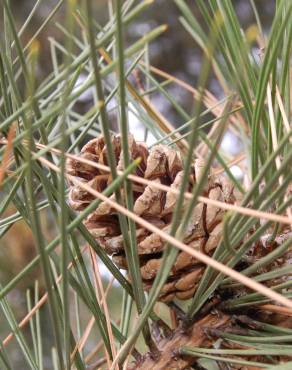 Fotografia 17 da espécie Pinus nigra no Jardim Botânico UTAD