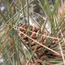 Fotografia 17 da espécie Pinus nigra do Jardim Botânico UTAD