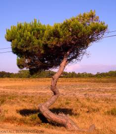 Fotografia da espécie Pinus pinea