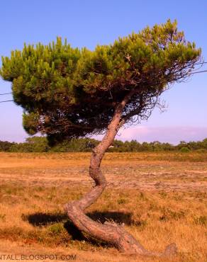 Fotografia 6 da espécie Pinus pinea no Jardim Botânico UTAD