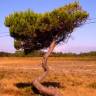 Fotografia 6 da espécie Pinus pinea do Jardim Botânico UTAD