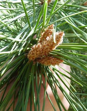 Fotografia 7 da espécie Pinus pinea no Jardim Botânico UTAD