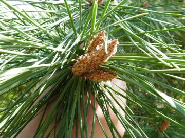 Fotografia da espécie Pinus pinea