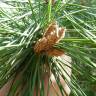 Fotografia 7 da espécie Pinus pinea do Jardim Botânico UTAD