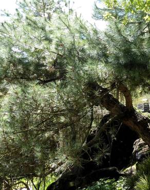 Fotografia 8 da espécie Pinus pinea no Jardim Botânico UTAD