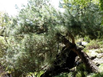 Fotografia da espécie Pinus pinea