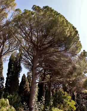 Fotografia 9 da espécie Pinus pinea no Jardim Botânico UTAD