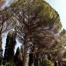 Fotografia 9 da espécie Pinus pinea do Jardim Botânico UTAD