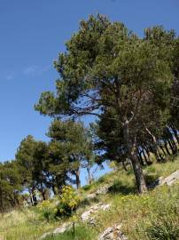 Fotografia da espécie Pinus pinea