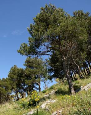 Fotografia 1 da espécie Pinus pinea no Jardim Botânico UTAD