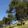 Fotografia 1 da espécie Pinus pinea do Jardim Botânico UTAD