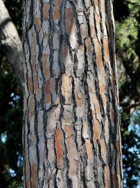 Fotografia da espécie Pinus pinea