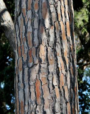 Fotografia 10 da espécie Pinus pinea no Jardim Botânico UTAD